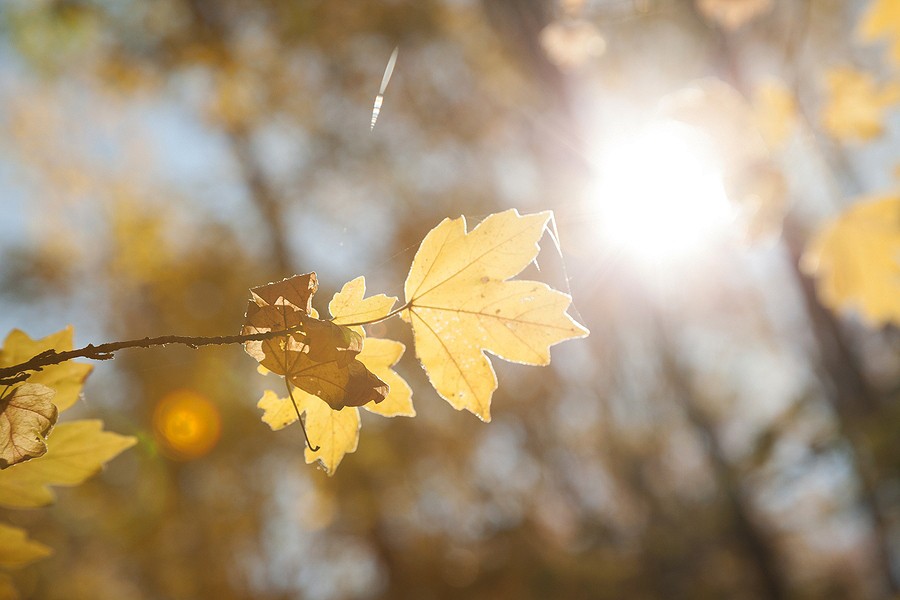 Autumn in the Oak reservation Dumbrava 2012