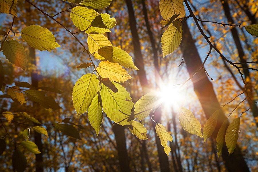 Autumn in the Oak reservation Dumbrava 2012