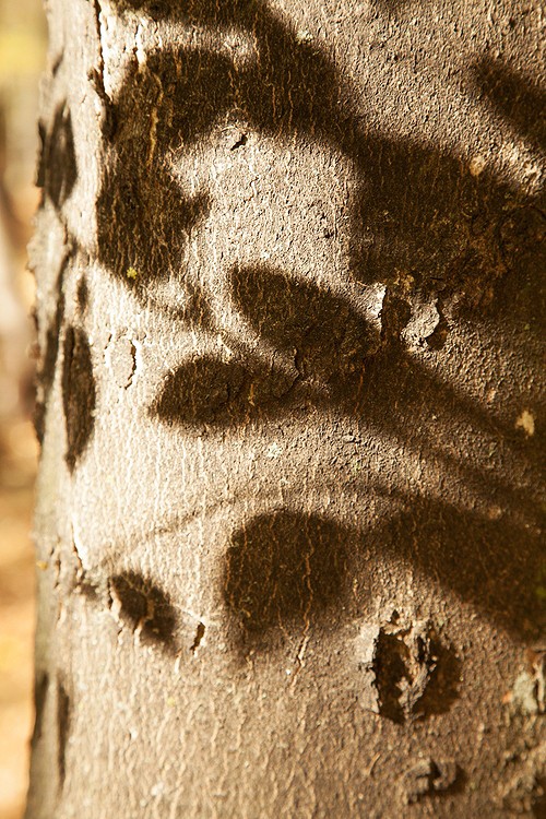 Autumn in the Oak reservation Dumbrava 2012