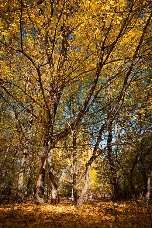 Autumn in the Oak reservation Dumbrava 2012