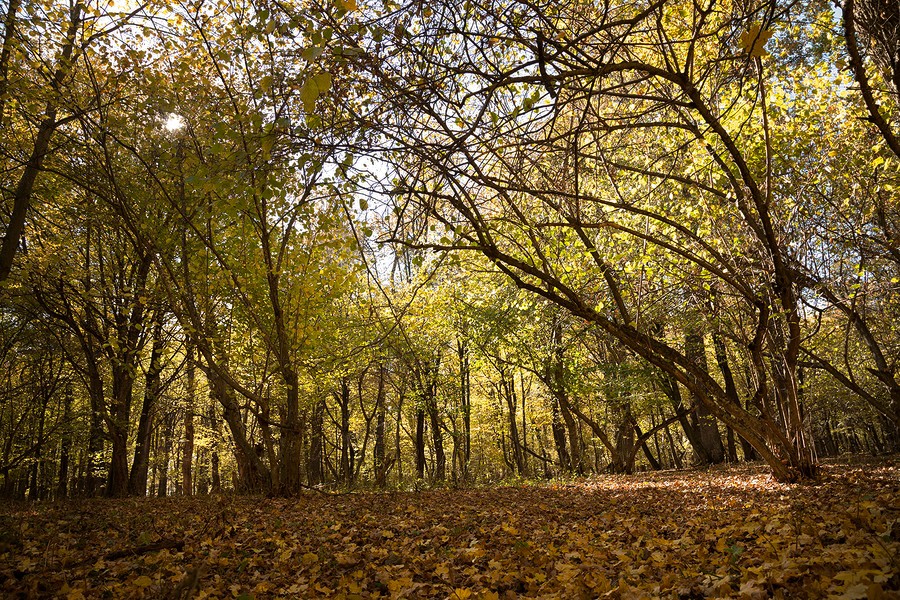 Autumn in the Oak reservation Dumbrava 2012