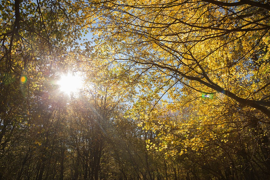 Autumn in the Oak reservation Dumbrava 2012