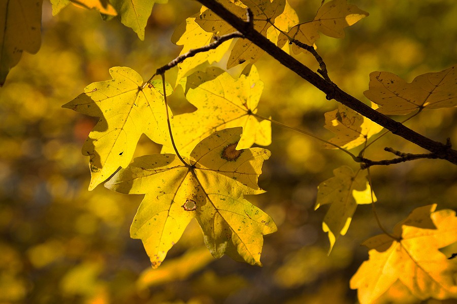 Autumn in the Oak reservation Dumbrava 2012