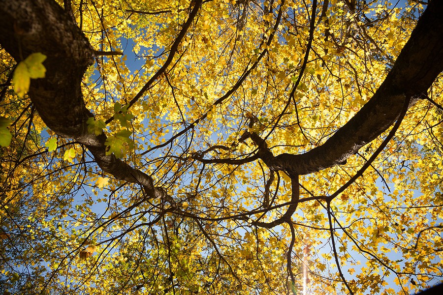 Autumn in the Oak reservation Dumbrava 2012