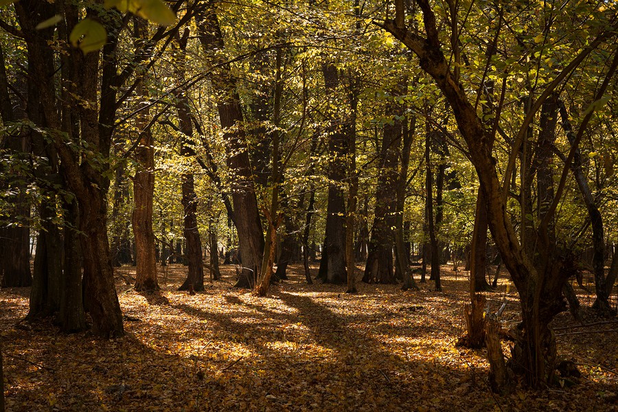 Autumn in the Oak reservation Dumbrava 2012