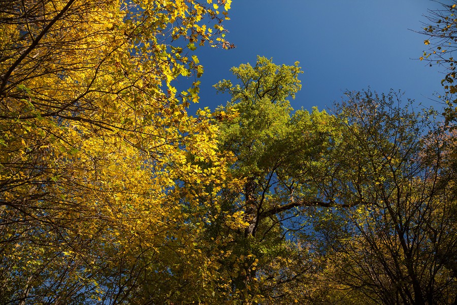 Autumn in the Oak reservation Dumbrava 2012