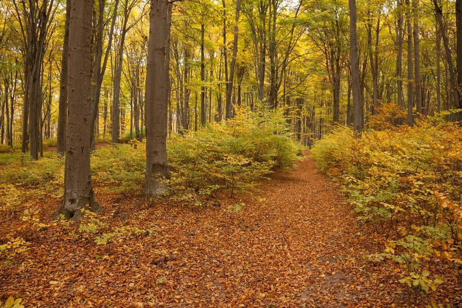 Autumn on Cozla Mountain 2012