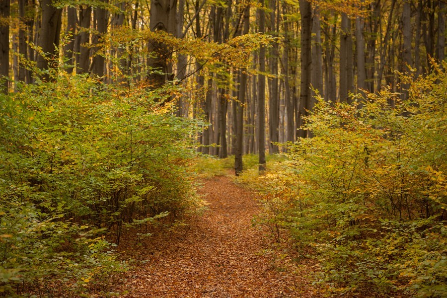 Autumn on Cozla Mountain 2012