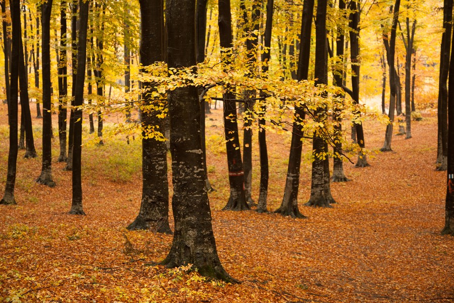 Autumn on Cozla Mountain 2012
