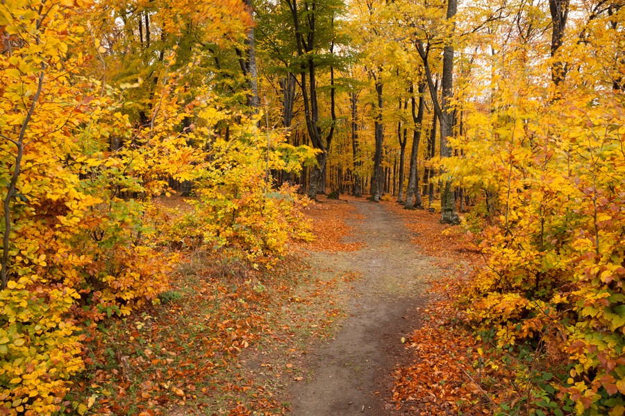 Autumn on Cozla Mountain 2012