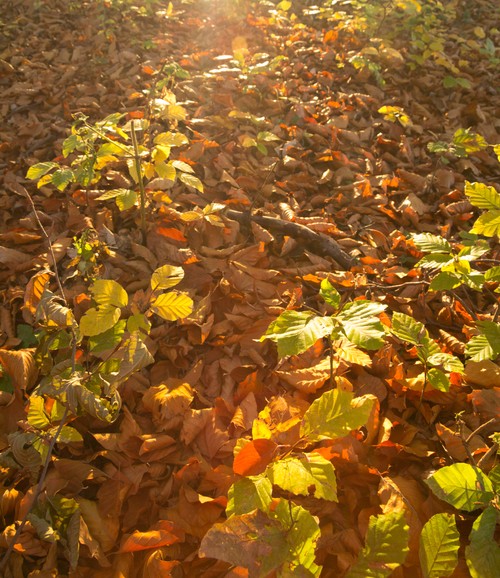 Autumn on Cozla Mountain 2012