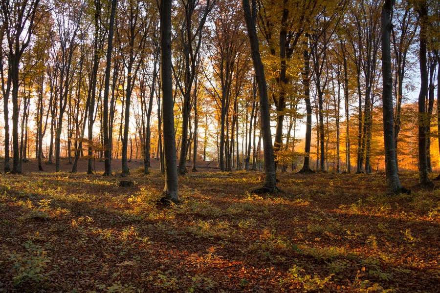 Autumn on Cozla Mountain 2012