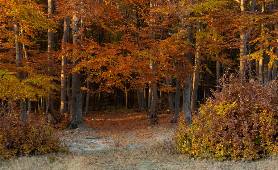 Autumn on Cozla Mountain 2012