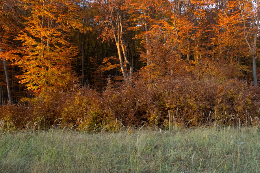 Autumn on Cozla Mountain 2012