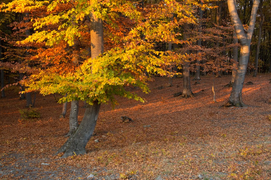 Autumn on Cozla Mountain 2012