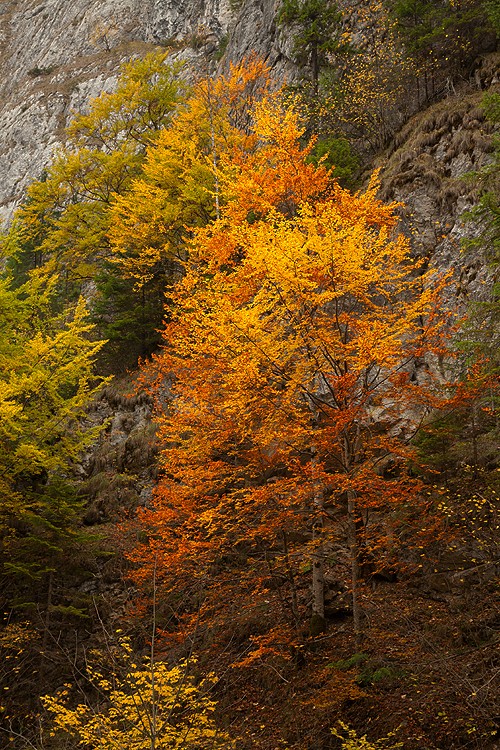 Late autumn in Neamt County 2012