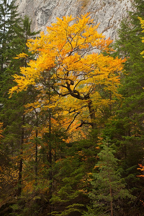 Late autumn in Neamt County 2012