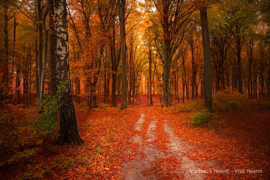 Late autumn in Neamt County 2012