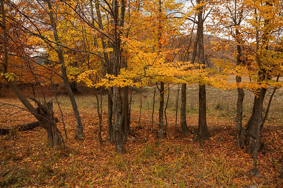 Late autumn in Neamt County 2012