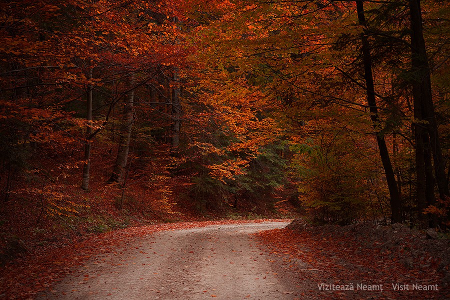 Late autumn in Neamt County 2012