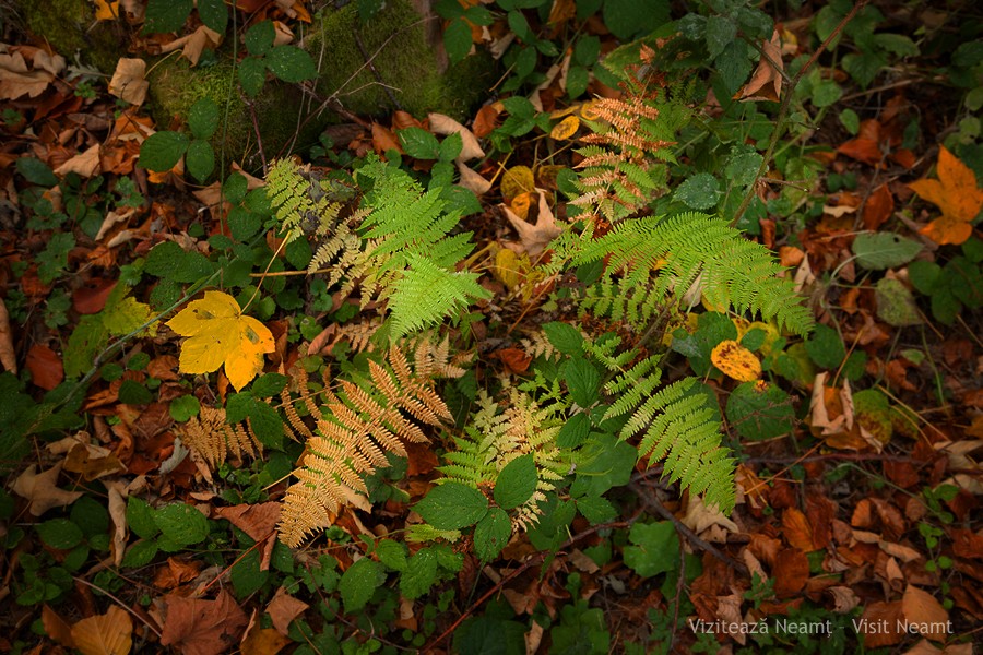 Late autumn in Neamt County 2012