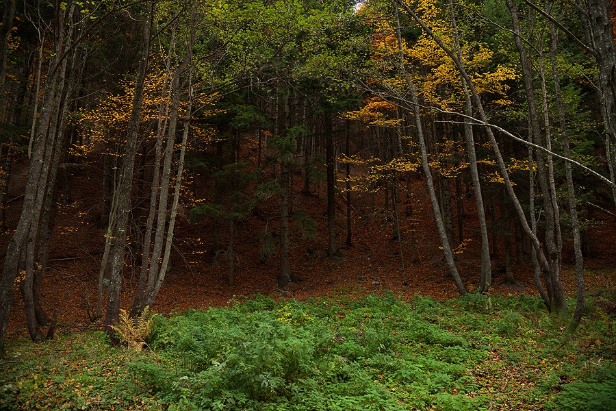 Late autumn in Neamt County 2012