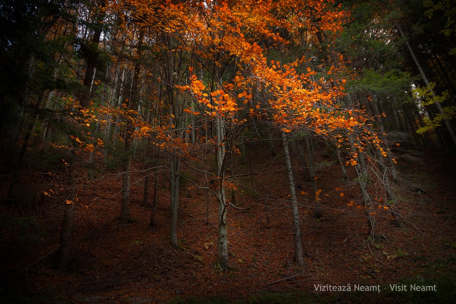 Late autumn in Neamt County 2012