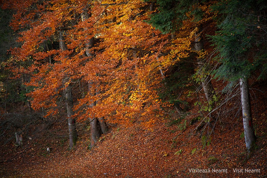 Late autumn in Neamt County 2012