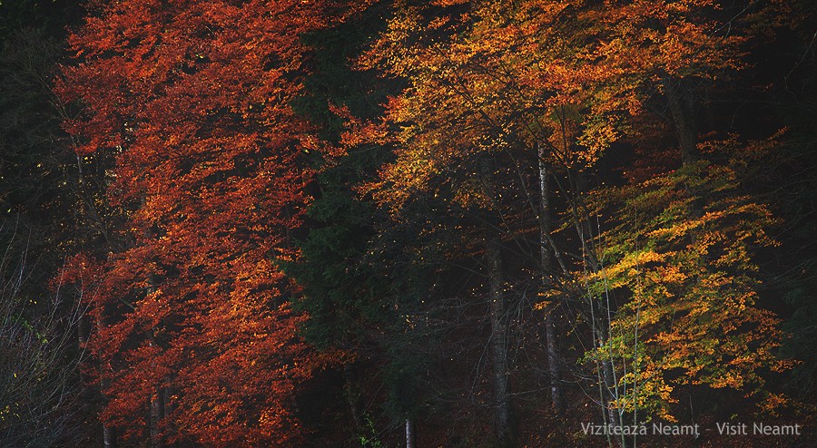 Late autumn in Neamt County 2012