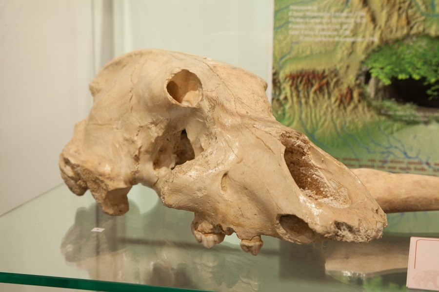 Expozitie de mamifere preistorice in Piatra Neamt