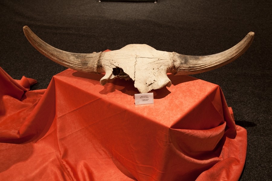 Expozitie de mamifere preistorice in Piatra Neamt