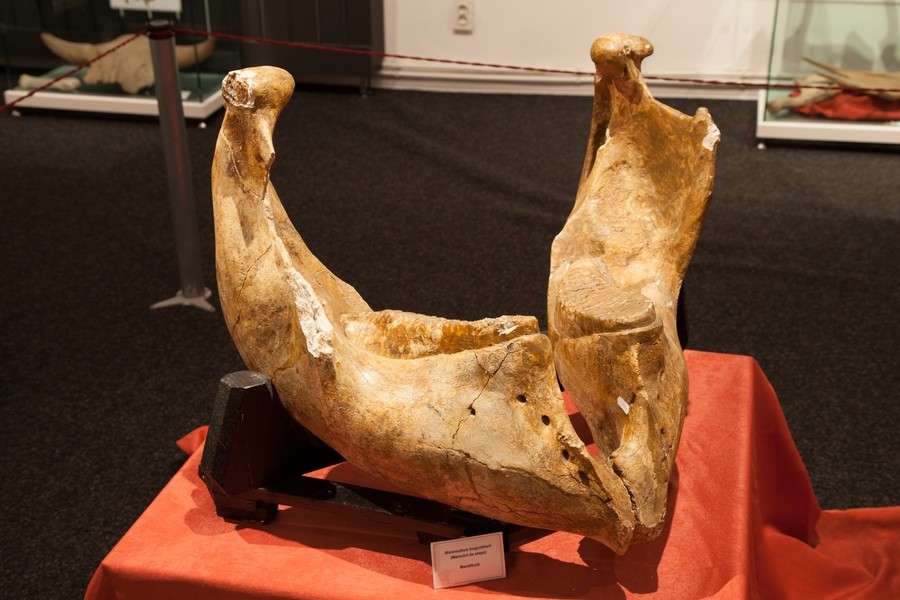 Expozitie de mamifere preistorice in Piatra Neamt