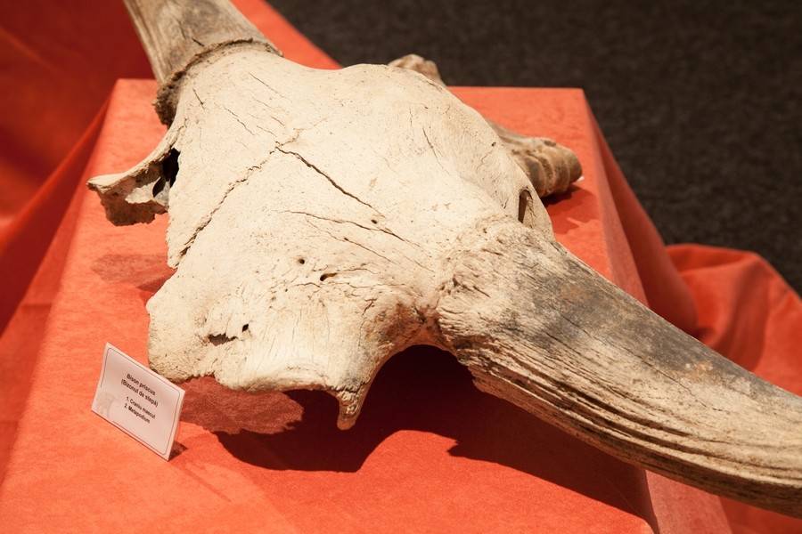 Expozitie de mamifere preistorice in Piatra Neamt