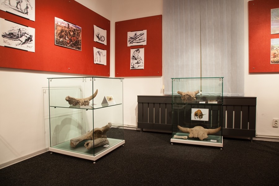 Expozitie de mamifere preistorice in Piatra Neamt