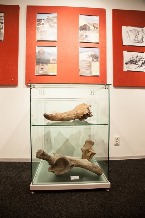 Expozitie de mamifere preistorice in Piatra Neamt