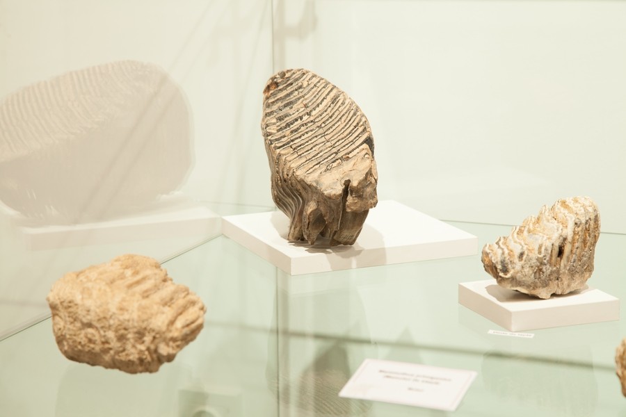 Expozitie de mamifere preistorice in Piatra Neamt