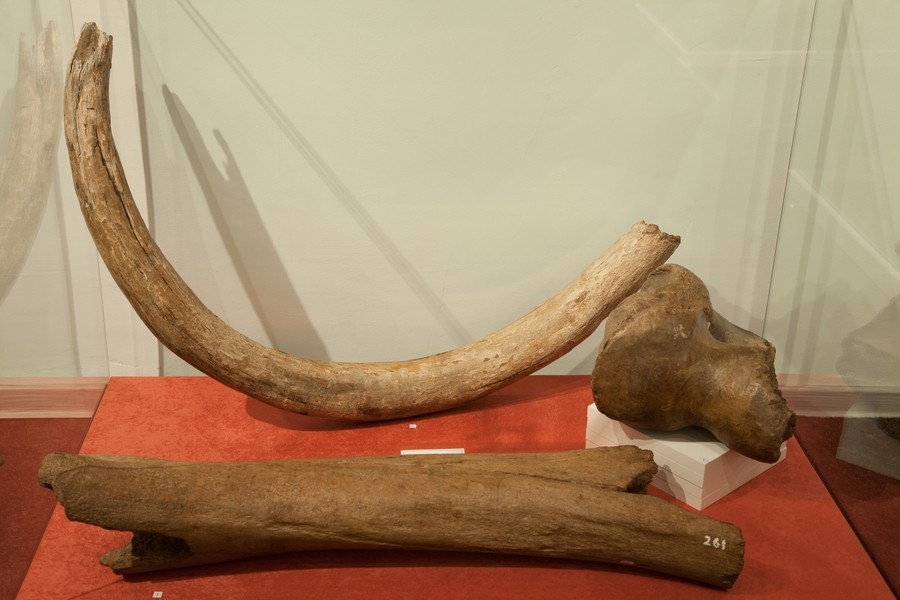 Expozitie de mamifere preistorice in Piatra Neamt