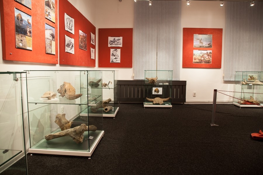 Expozitie de mamifere preistorice in Piatra Neamt