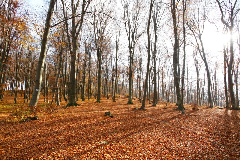 Late autumn on Cozla Mountain 2013