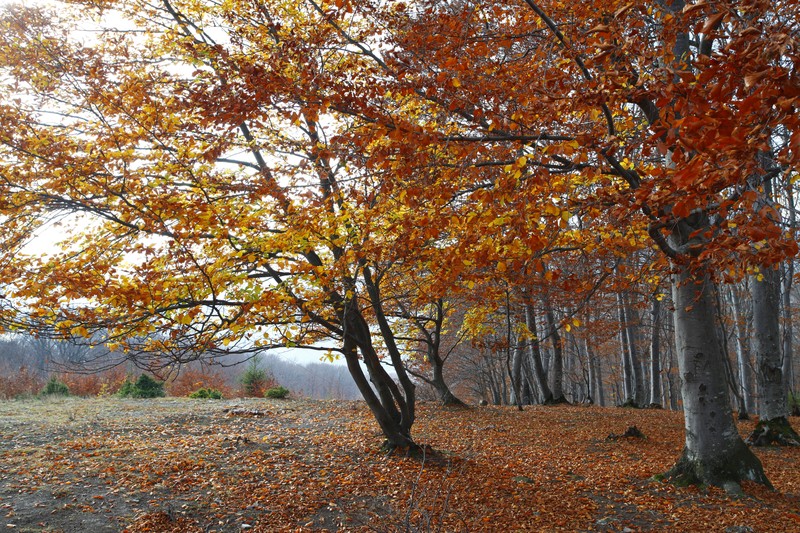 Late autumn on Cozla Mountain 2013