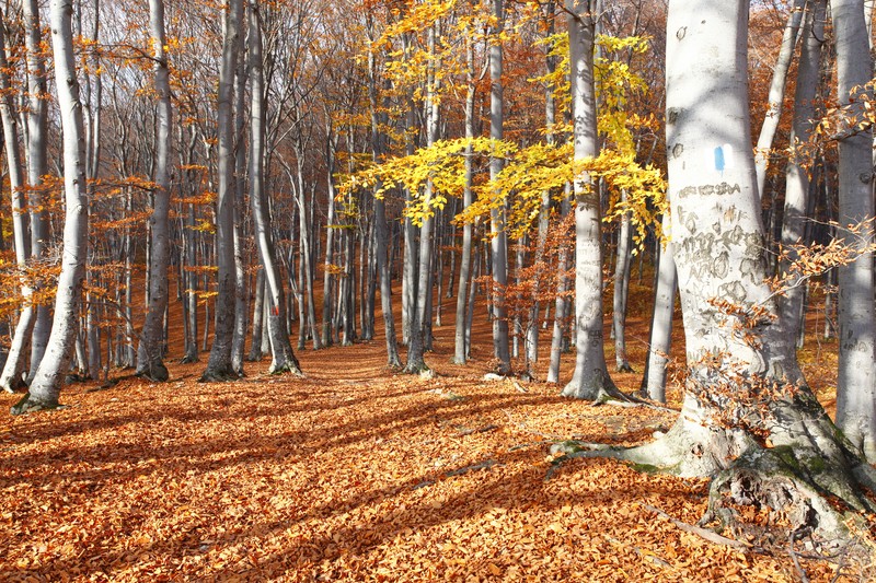 Late autumn on Cozla Mountain 2013