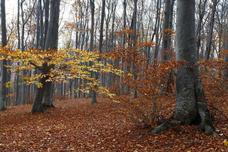 Late autumn on Cozla Mountain 2013
