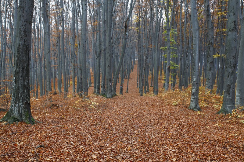 Late autumn on Cozla Mountain 2013