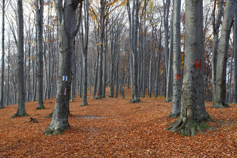 Late autumn on Cozla Mountain 2013