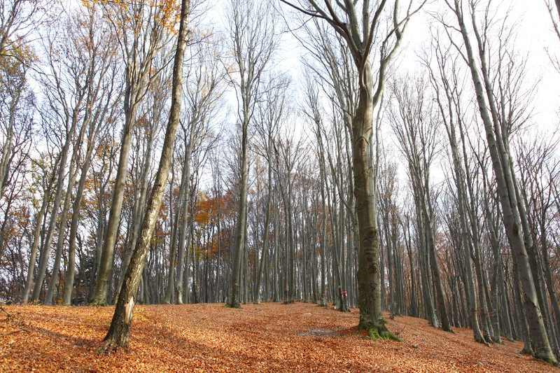 Late autumn on Cozla Mountain 2013