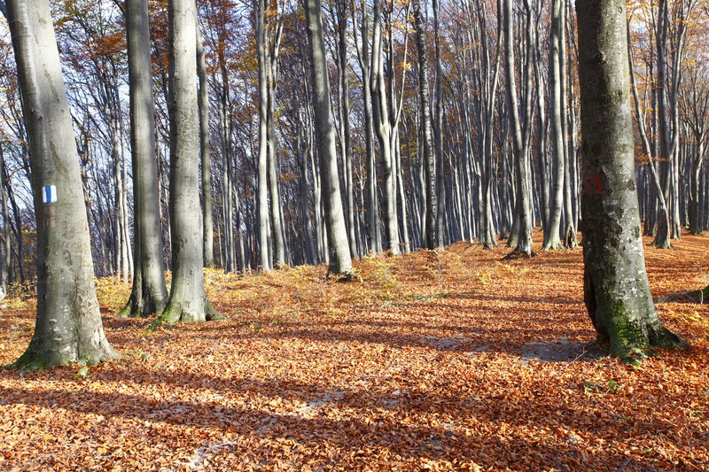 Late autumn on Cozla Mountain 2013