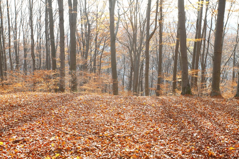 Late autumn on Cozla Mountain 2013