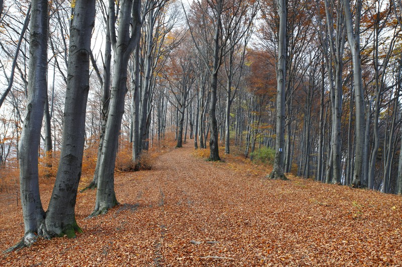 Late autumn on Cozla Mountain 2013