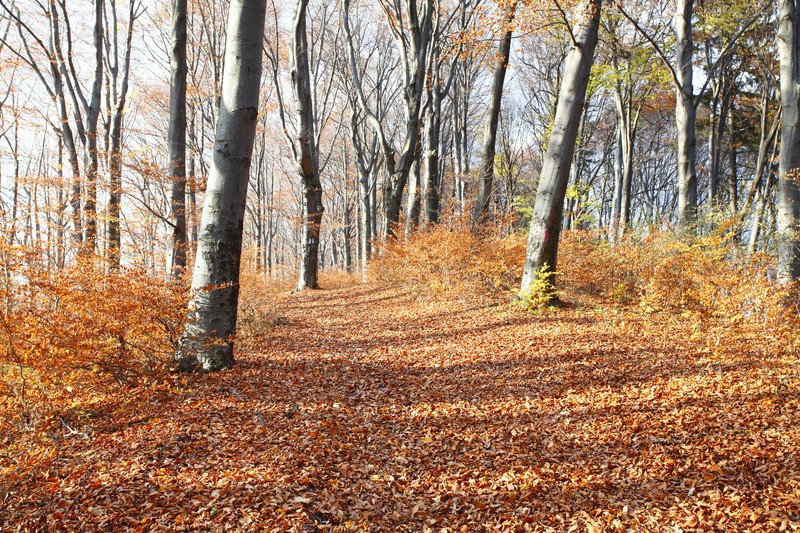 Late autumn on Cozla Mountain 2013