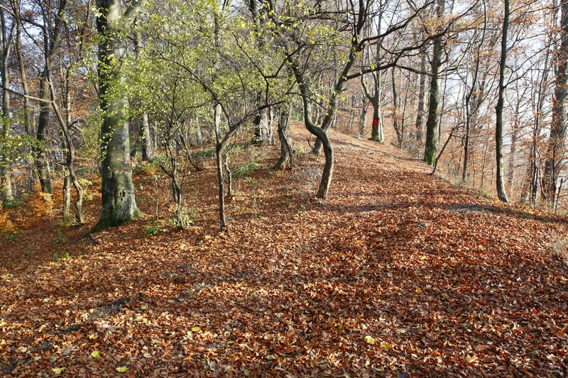 Late autumn on Cozla Mountain 2013